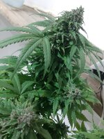 20260125_094444.jpg 20260125_094444.jpg