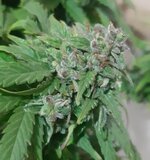 20250602_203521.jpg 20250602_203521.jpg