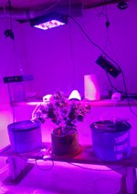 20260126_062006.jpg 20260126_062006.jpg