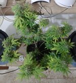 20260126_064733.jpg 20260126_064733.jpg