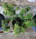 20260126_065108.jpg 20260126_065108.jpg