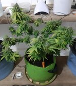 20260126_070517.jpg 20260126_070517.jpg