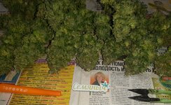 20260127_060946.jpg 20260127_060946.jpg