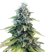 1769595800284.png 1769595800284.png