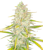 1769595851821.png 1769595851821.png