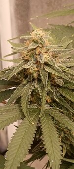 IMG_20260129_190458_578.jpg IMG_20260129_190458_578.jpg