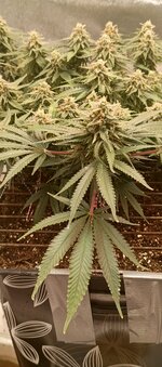 IMG_20260129_190415_003.jpg IMG_20260129_190415_003.jpg