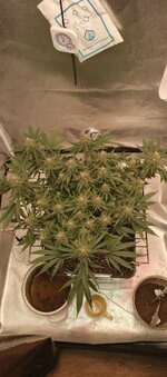 IMG_20260129_190333_744.jpg IMG_20260129_190333_744.jpg