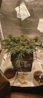 IMG_20260129_190328_098.jpg IMG_20260129_190328_098.jpg