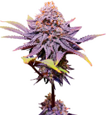 1769782261275.png 1769782261275.png