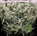 Day 92 (2.02).jpg Day 92 (2.02).jpg