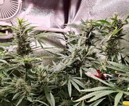 Day 92 (2.02) (4).jpg Day 92 (2.02) (4).jpg