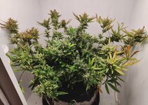 Танжи.jpg Танжи.jpg