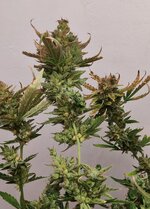 Танжи (2).jpg Танжи (2).jpg