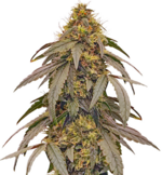 1770202340942.png 1770202340942.png