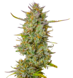 1770202353875.png 1770202353875.png