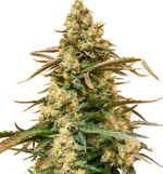 1770202367024.png 1770202367024.png