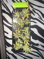 IMG_4190.jpeg IMG_4190.jpeg