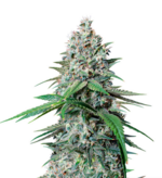 1770391829514.png 1770391829514.png