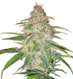 1770391844268.png 1770391844268.png