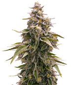 1770570259803.png 1770570259803.png