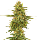 1770979453689.png 1770979453689.png