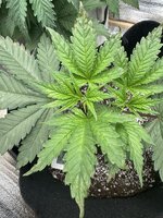 IMG_3609 2.jpeg IMG_3609 2.jpeg