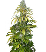 1771238169483.png 1771238169483.png