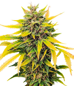 1771325115898.png 1771325115898.png