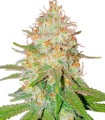 1771325135055.png 1771325135055.png