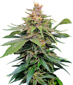 1771345418596.png 1771345418596.png