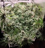 Day 109 (19.02) (2).jpg Day 109 (19.02) (2).jpg