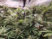 Day 109 (19.02).jpg Day 109 (19.02).jpg