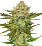 1771522463654.png 1771522463654.png