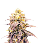 1771522472049.png 1771522472049.png