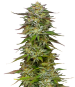 1771532532413.png 1771532532413.png