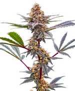 1771532558638.png 1771532558638.png