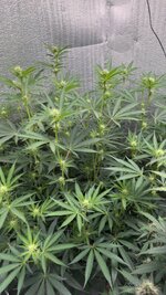 Первый опыт подъема растишки