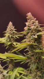 Ёк Макарёк!