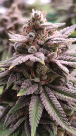 "Торчок в кепке"