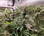 Day 113 (23.02).jpg (2).jpg Day 113 (23.02).jpg (2).jpg