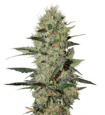 1771924335987.png 1771924335987.png