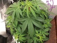 Black Herer, первый гров, вашими молитвами)