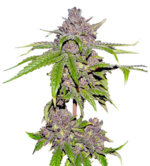 1772023841091.png 1772023841091.png