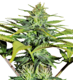 1772023844453.png 1772023844453.png