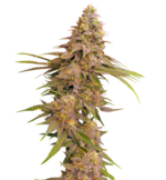 1772023855068.png 1772023855068.png