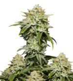 1772023870573.png 1772023870573.png