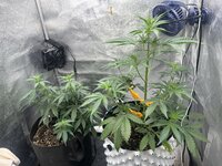 Special Tangie и Auto AK