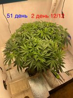Синий папа вернулся с корпаратива 5.0