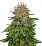 1772109362789.png 1772109362789.png